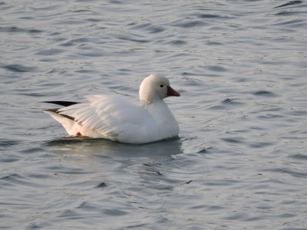 Küçük Kar Kazı - ML646591710