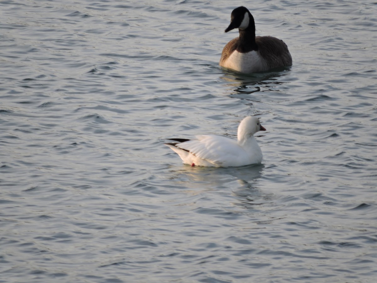 Küçük Kar Kazı - ML646591711