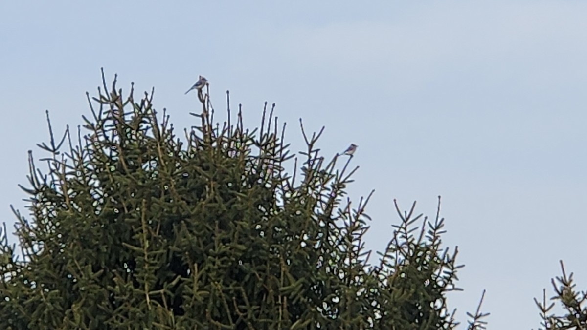 Blue Jay - ML646591713