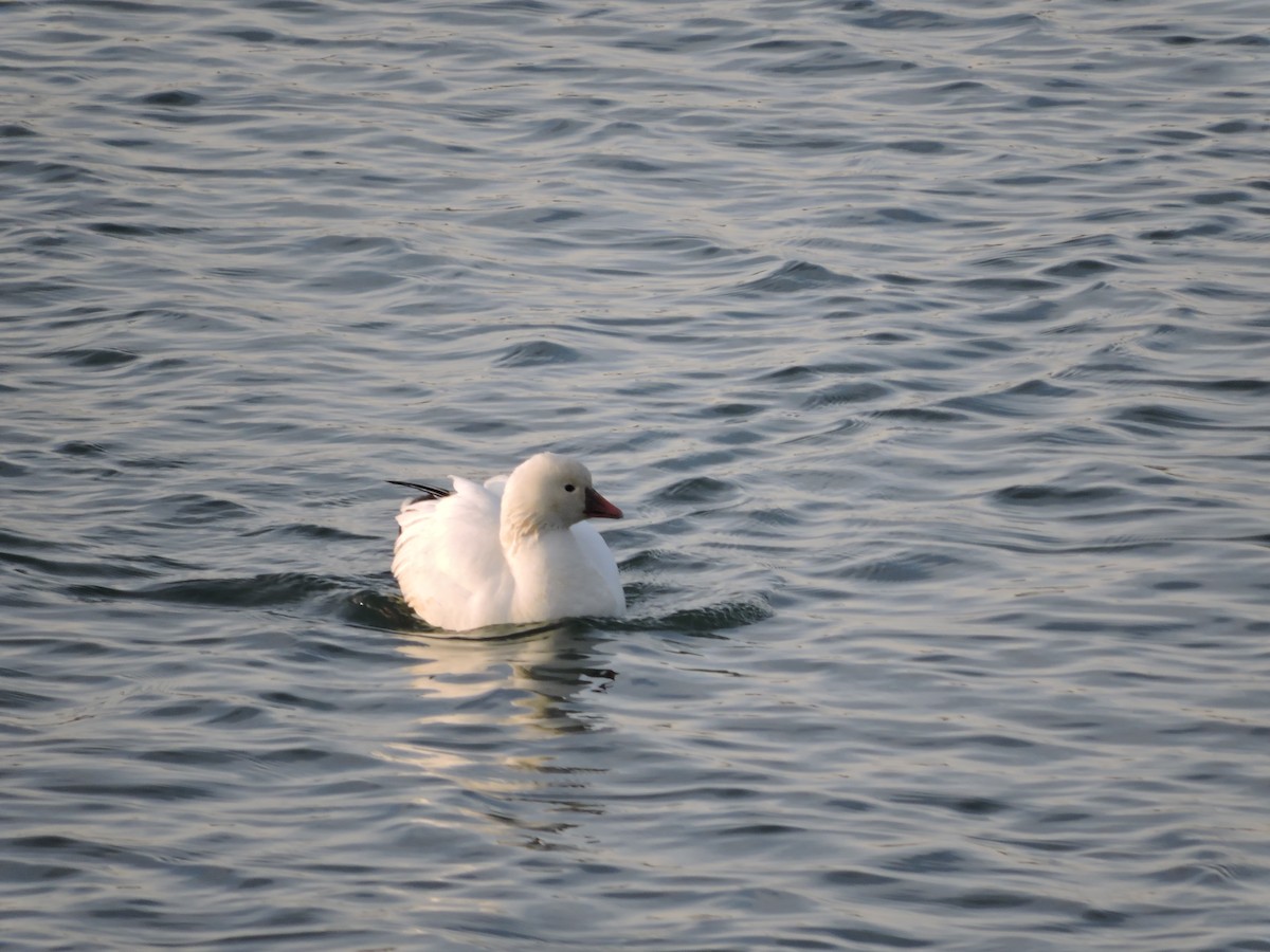 Küçük Kar Kazı - ML646591714