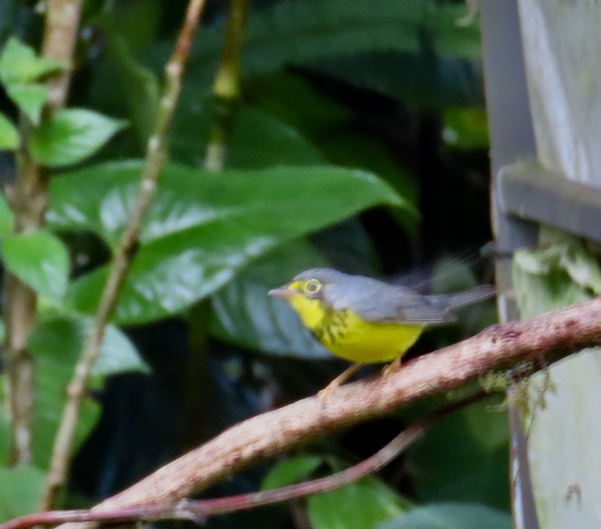 Paruline du Canada - ML646591715