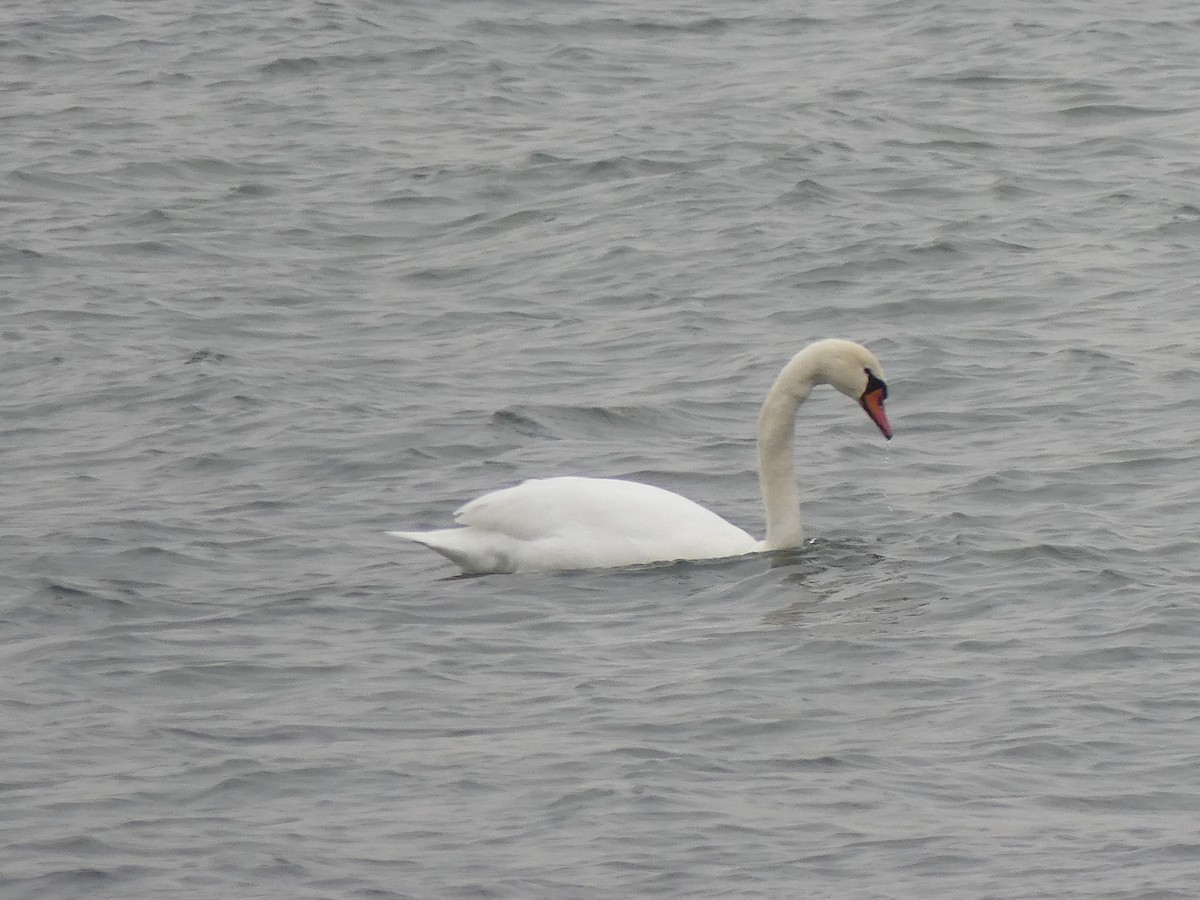 Cigno reale - ML646591716