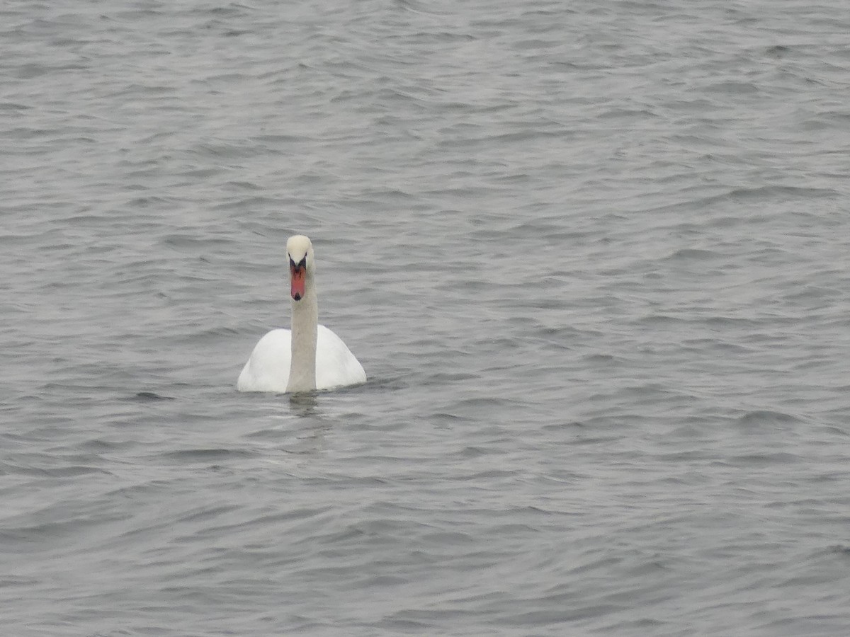 Cigno reale - ML646591717