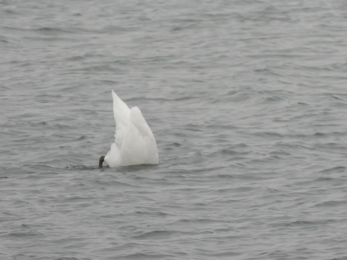 Cigno reale - ML646591718