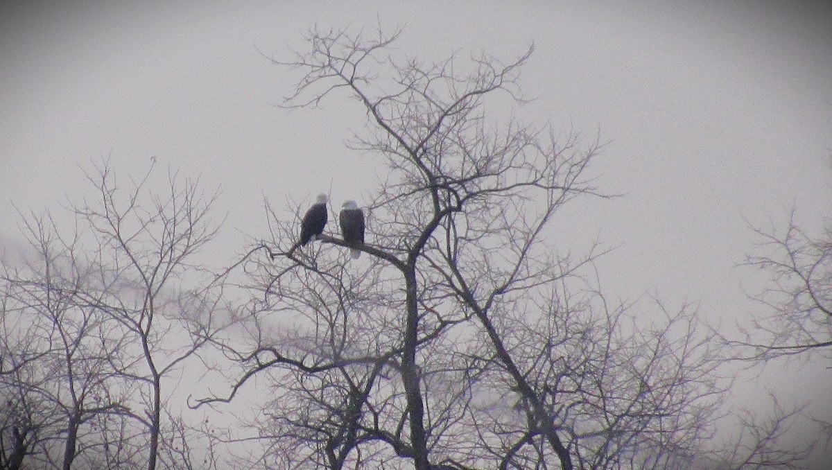 Bald Eagle - ML646591720