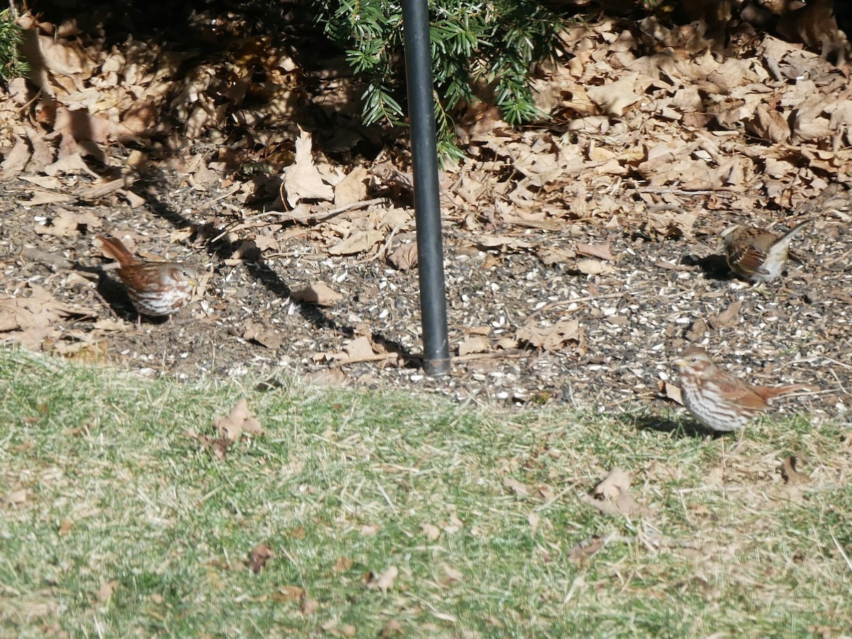 Fox Sparrow (Red) - ML646591721