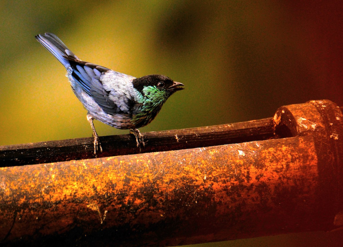 Black-capped Tanager - ML646591724
