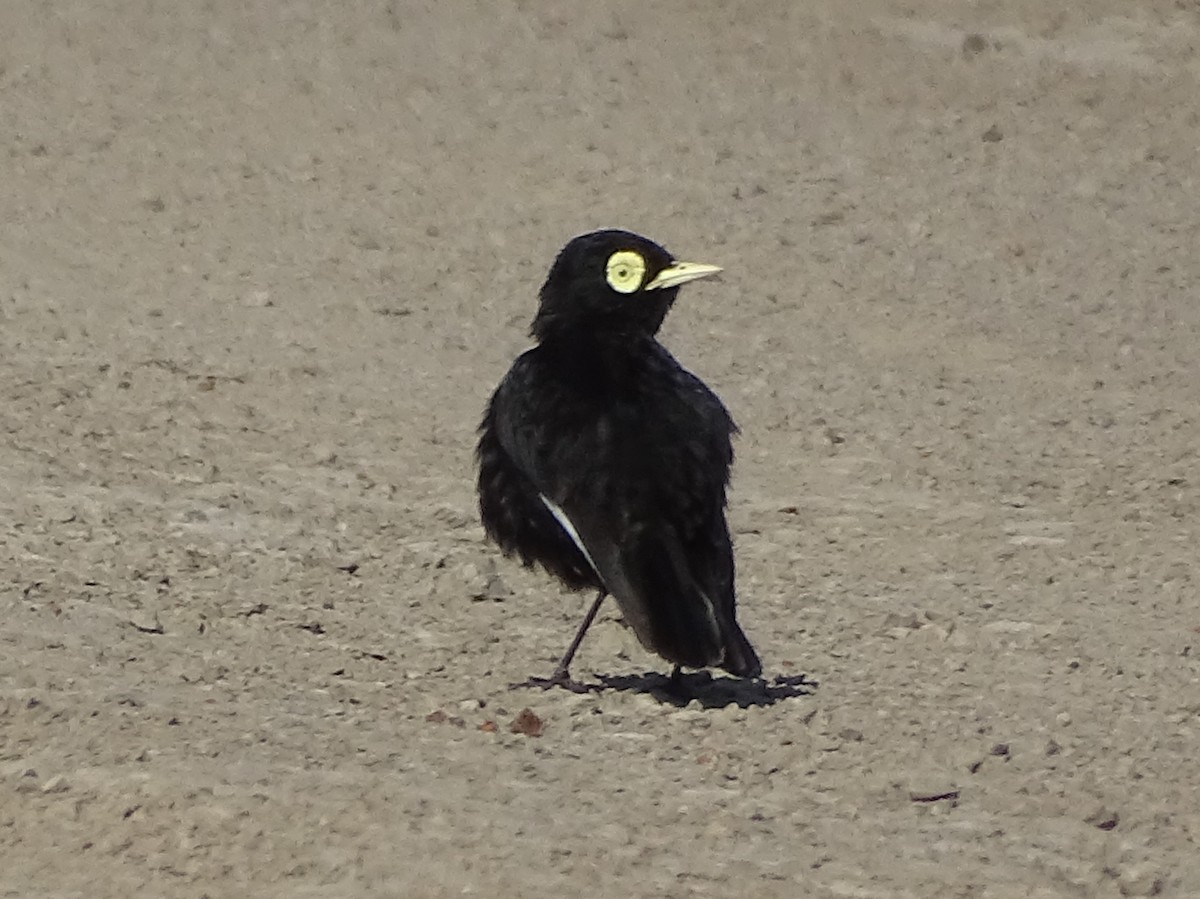 Spectacled Tyrant - ML646591725