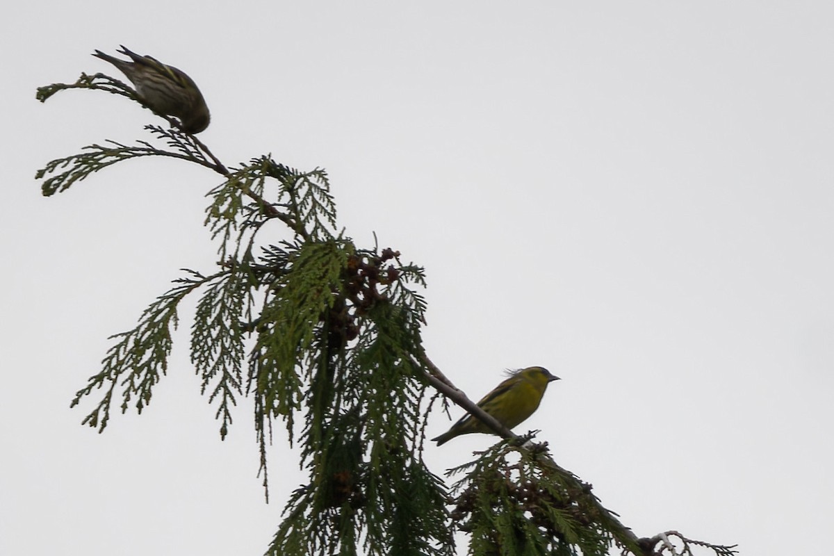 Eurasian Siskin - ML646591726