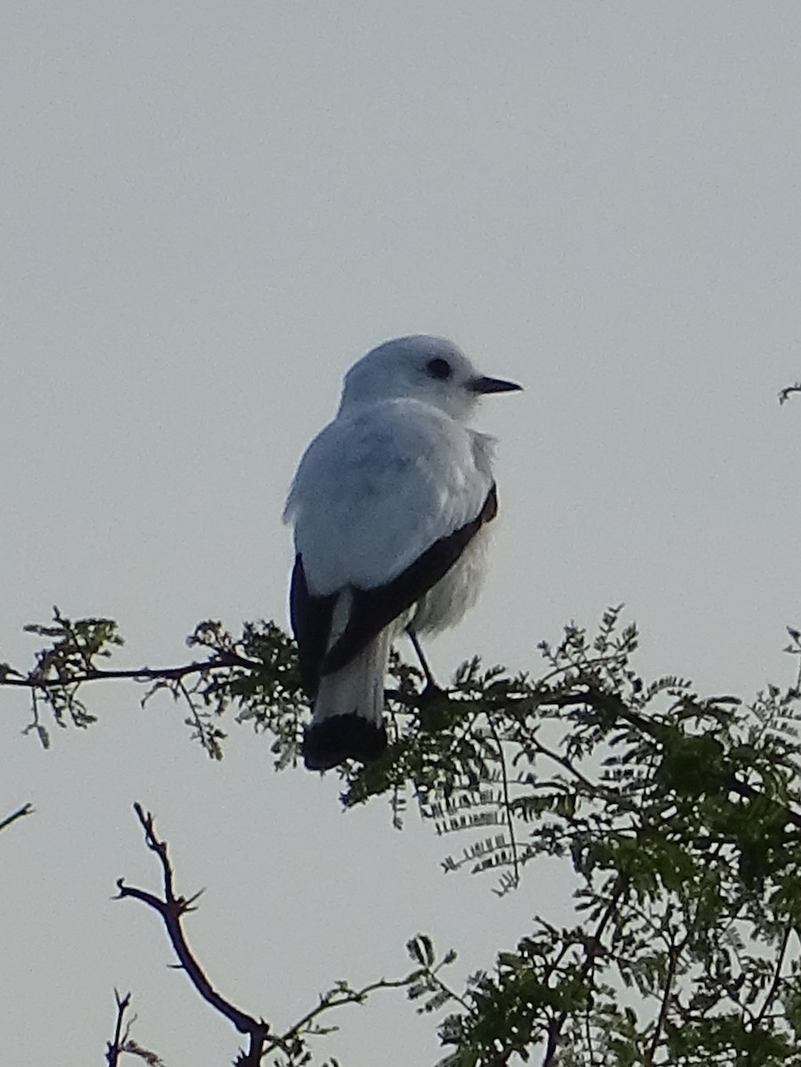 White Monjita - ML646591728