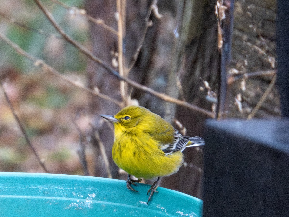 סבכון אורנים - ML646591729
