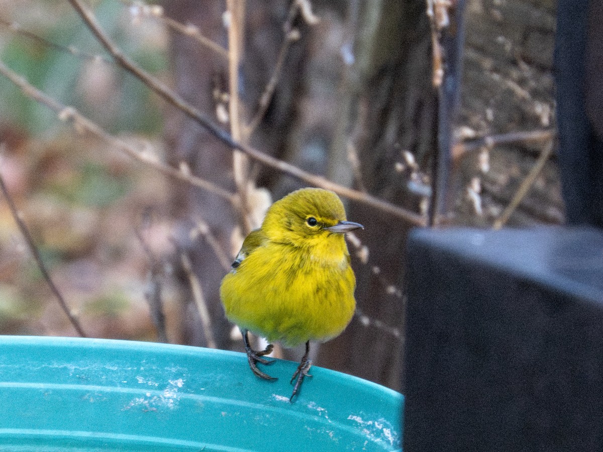 סבכון אורנים - ML646591730