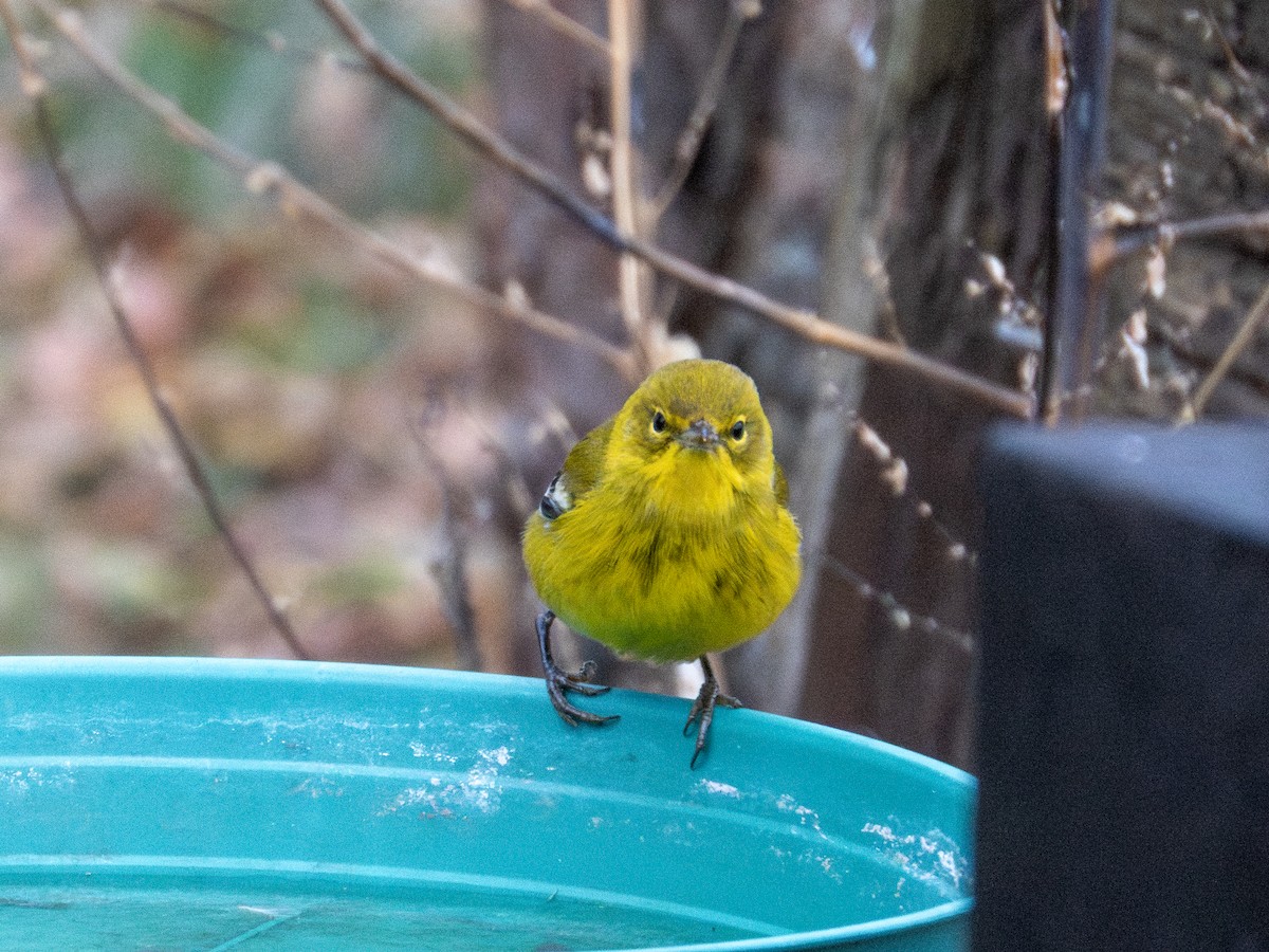 סבכון אורנים - ML646591731