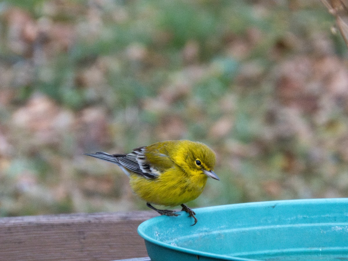 סבכון אורנים - ML646591734