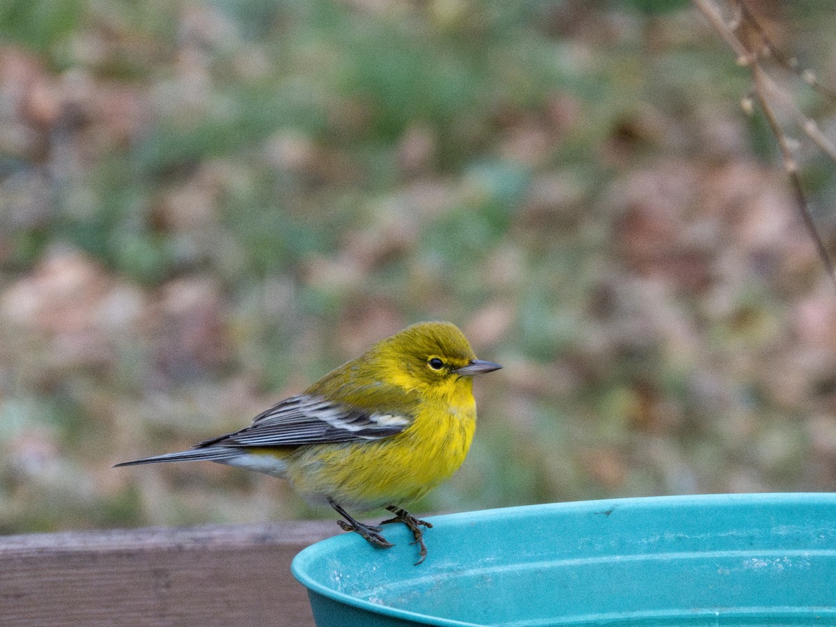 סבכון אורנים - ML646591735