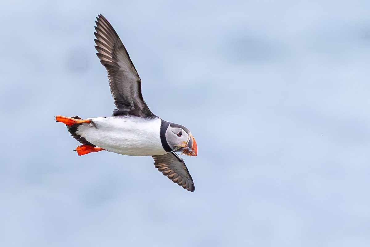 ニシツノメドリ - ML646591736