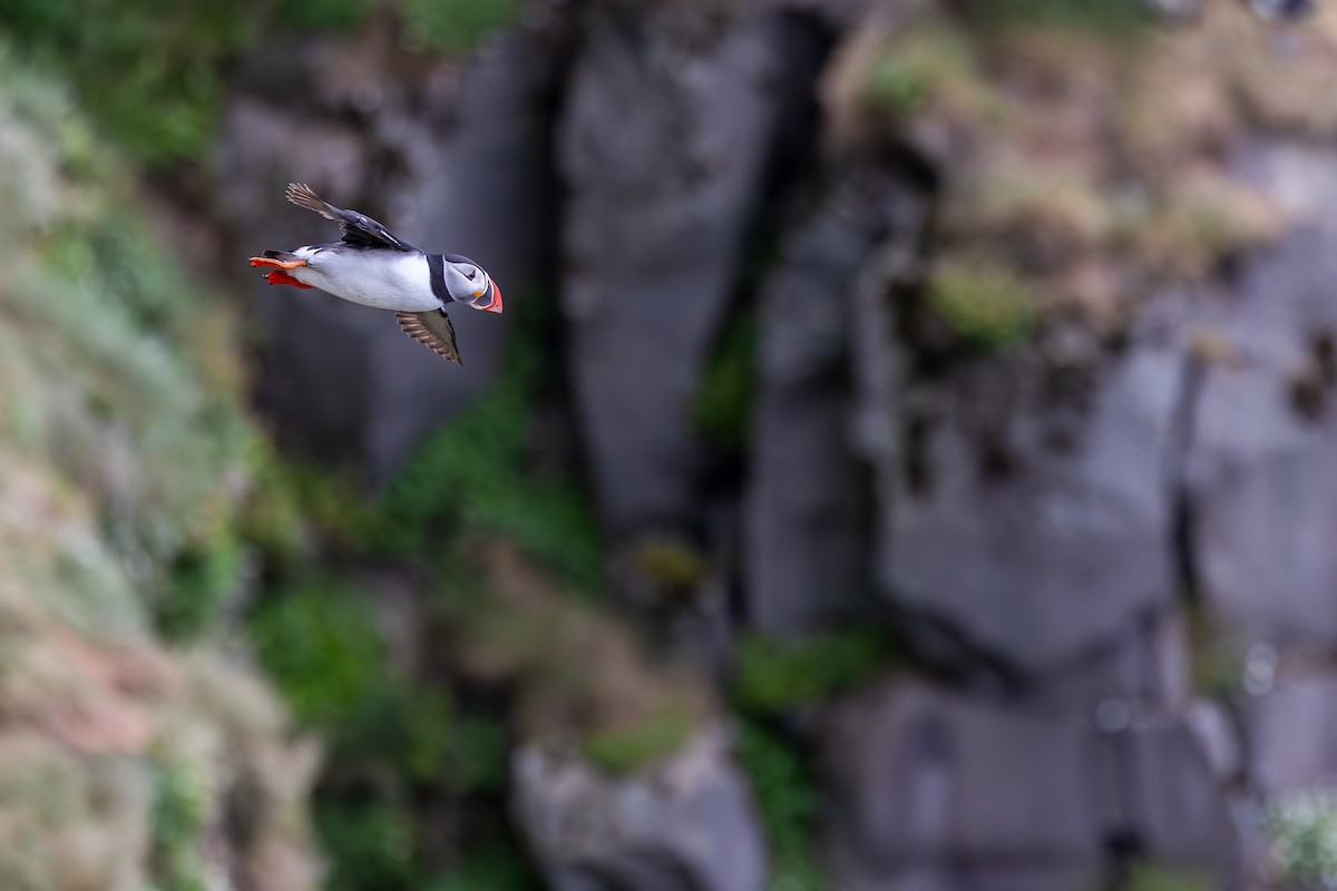 ニシツノメドリ - ML646591737