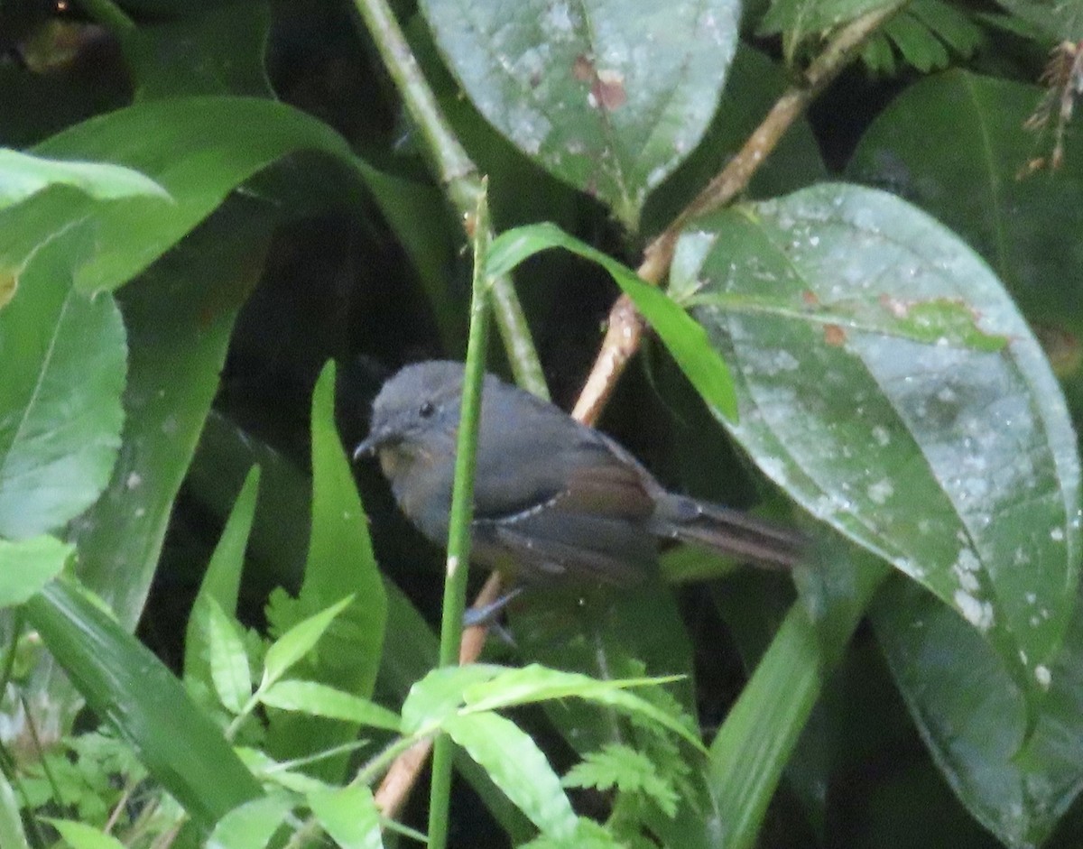 Parker's Antbird - ML646591738