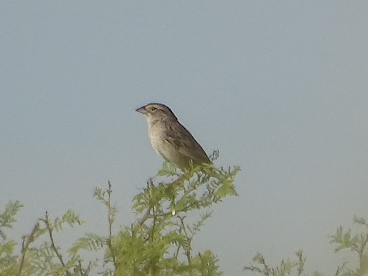 Grassland Sparrow - ML646591739