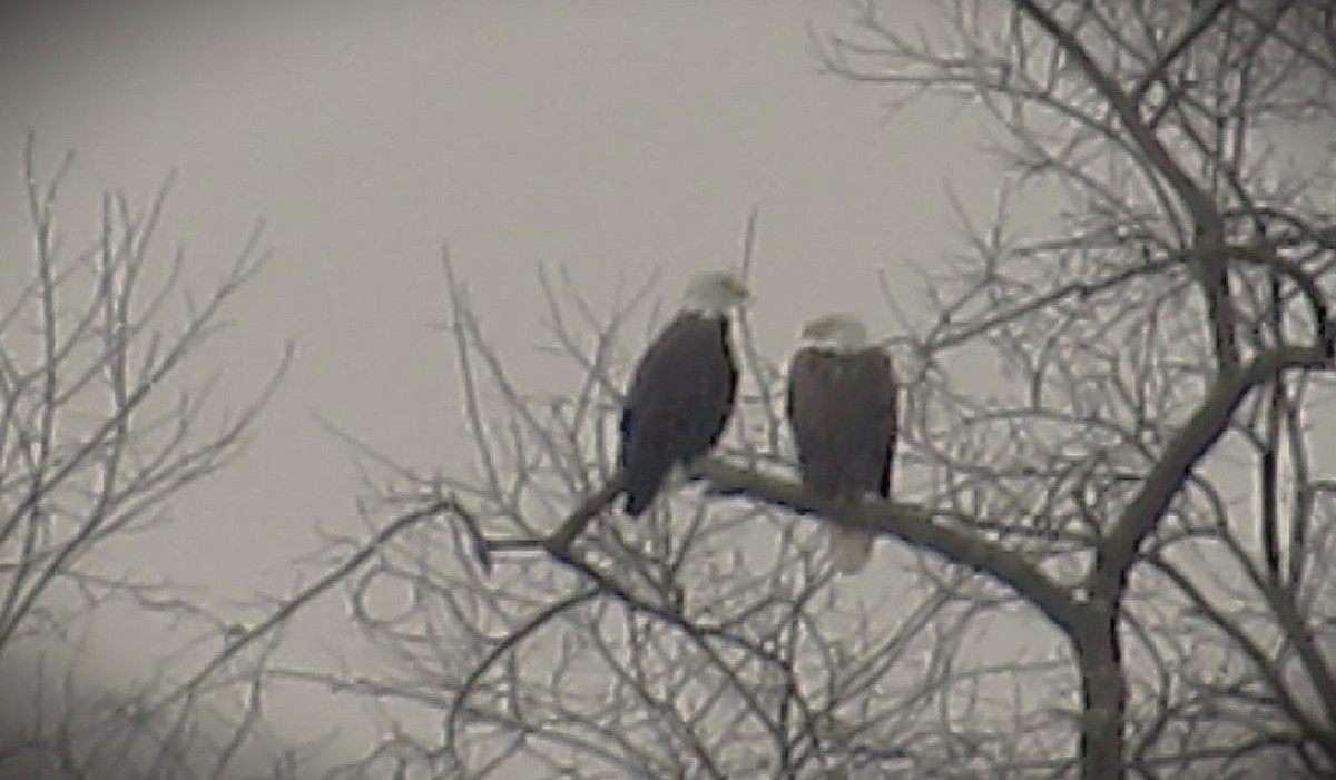 Bald Eagle - ML646591741