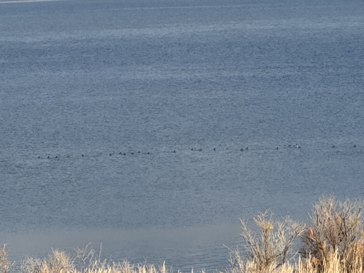 Smergo maggiore - ML646591744