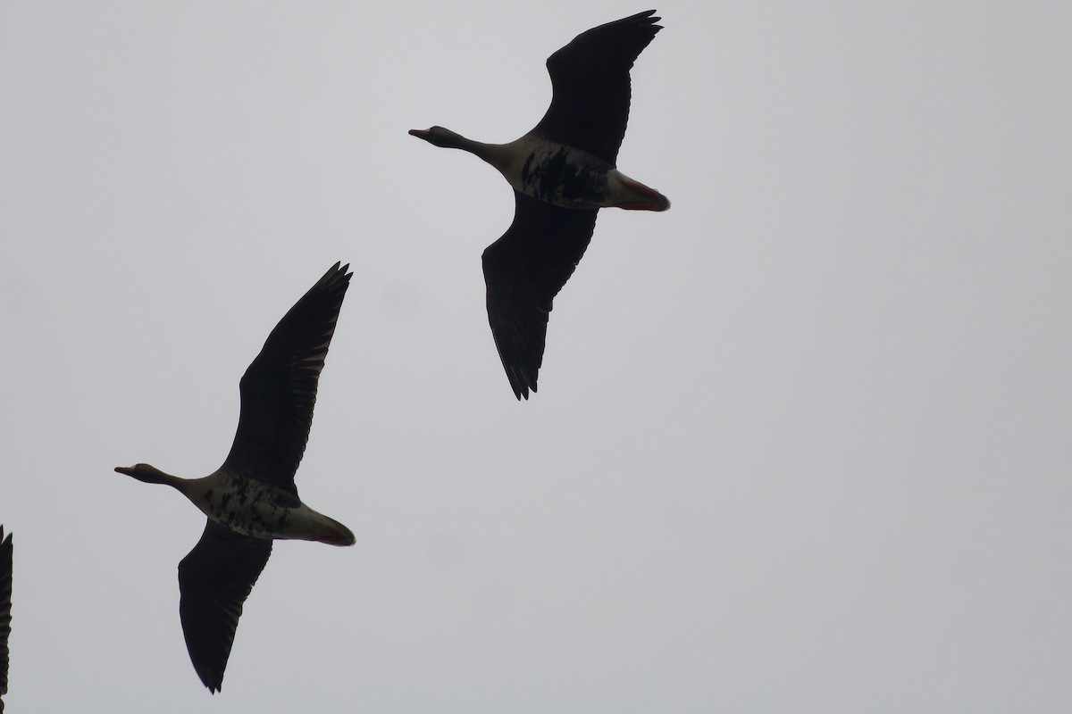 Greater White-fronted Goose - ML646591745