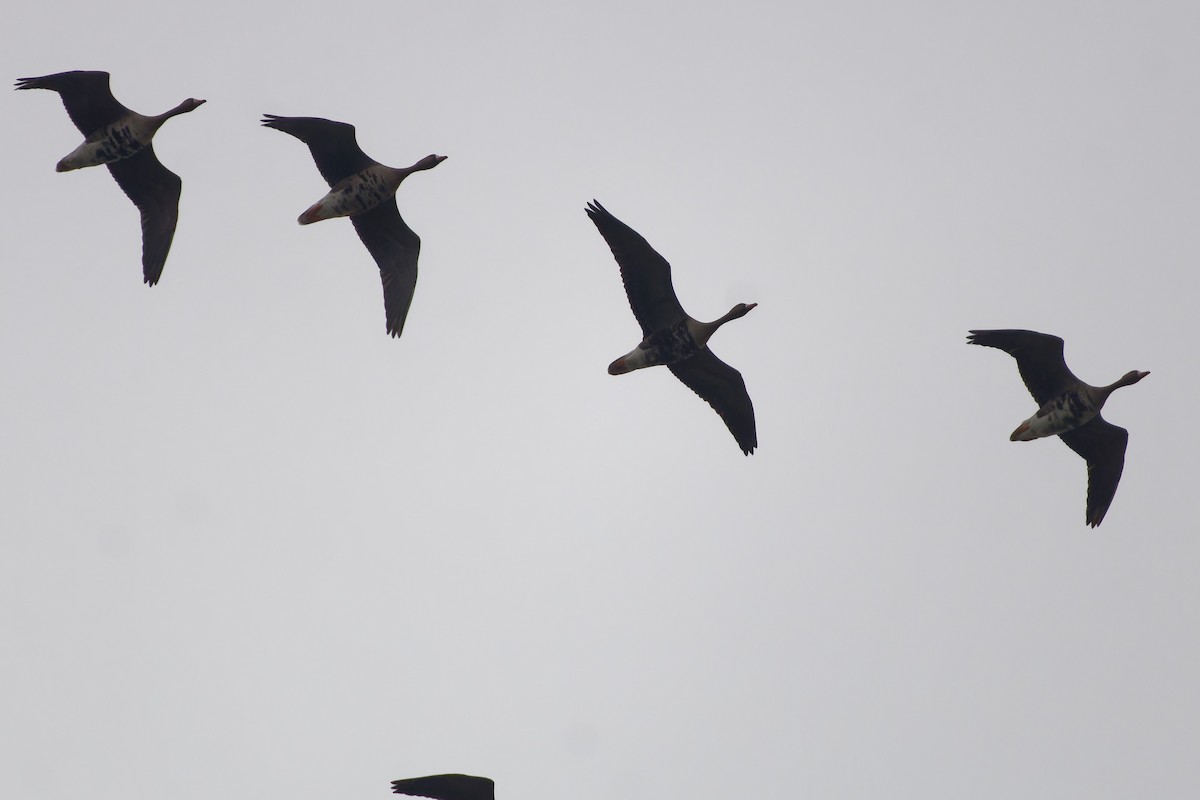 Greater White-fronted Goose - ML646591746