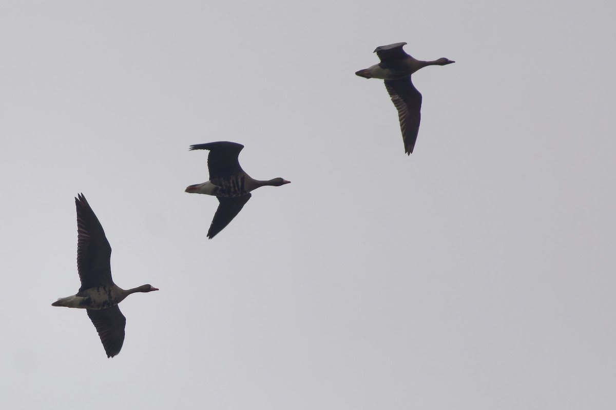 Greater White-fronted Goose - ML646591748