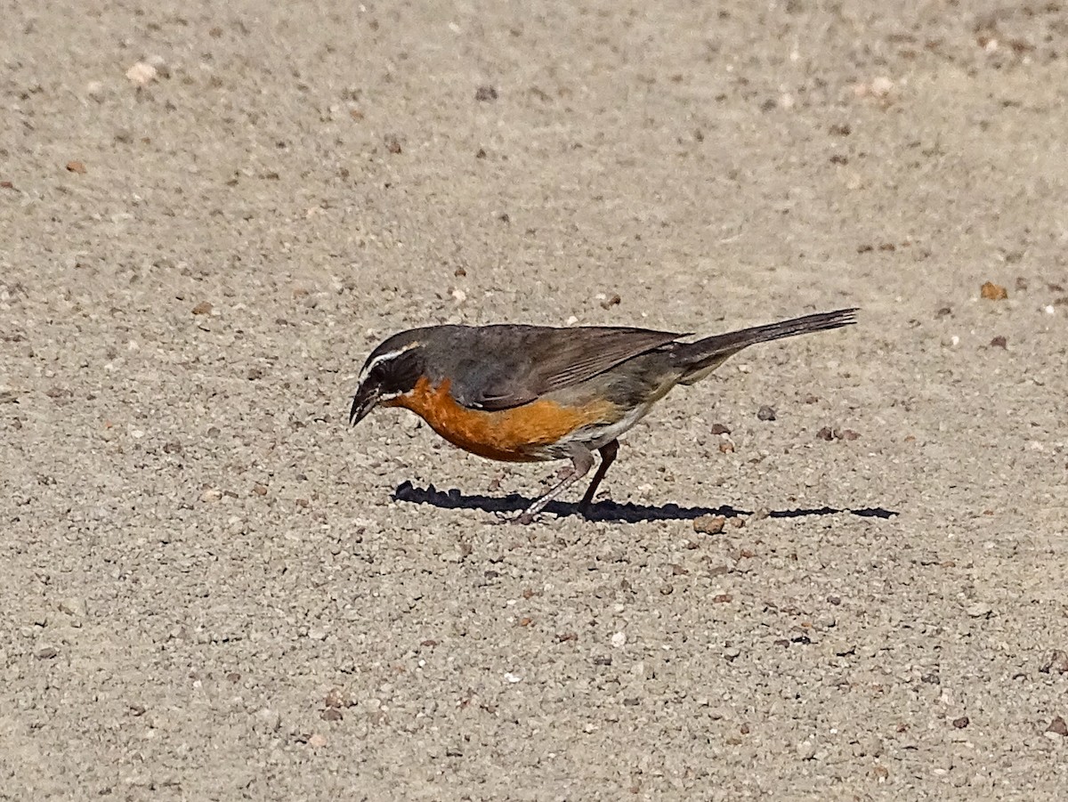 Black-and-rufous Warbling Finch - ML646591759