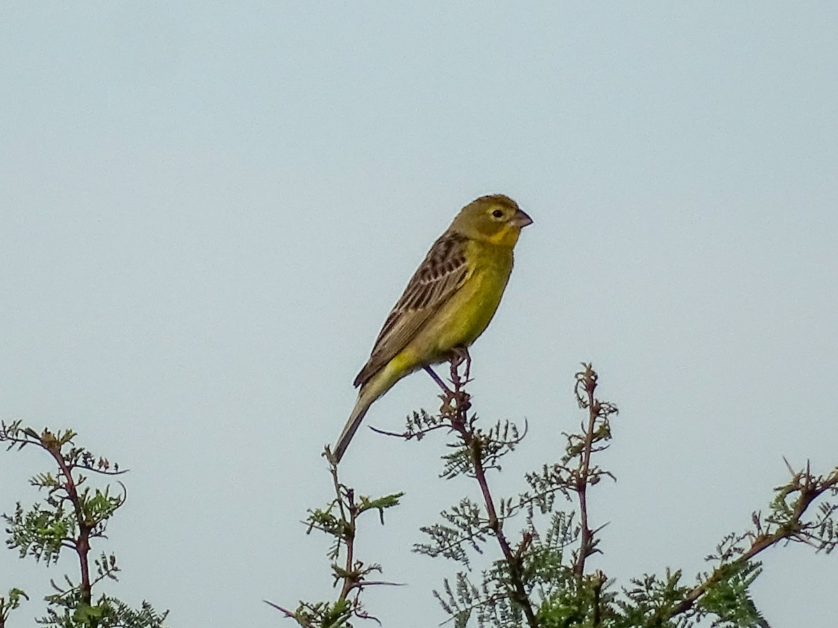 Короткоклювый зерноед - ML646591761