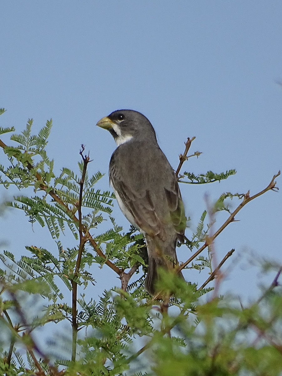 Double-collared Seedeater - ML646591763