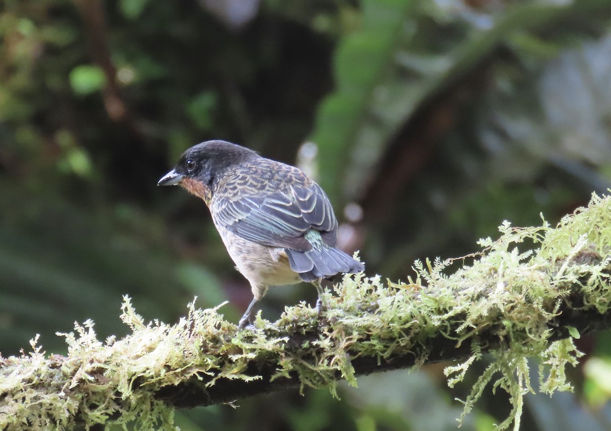 Рыжегорлая танагра - ML646591764