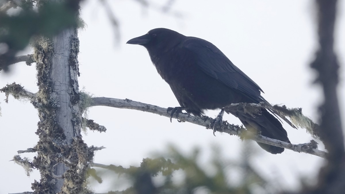 Американская ворона - ML646591765