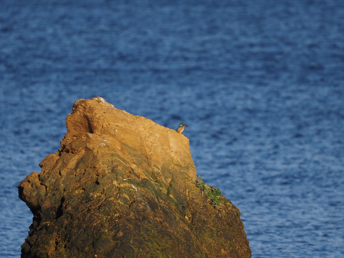 Common Kingfisher - ML646591768