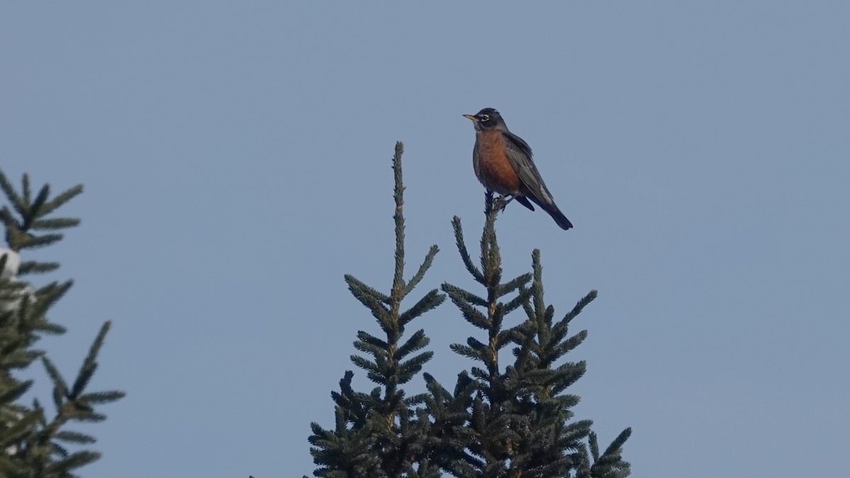 Странствующий дрозд - ML646591770