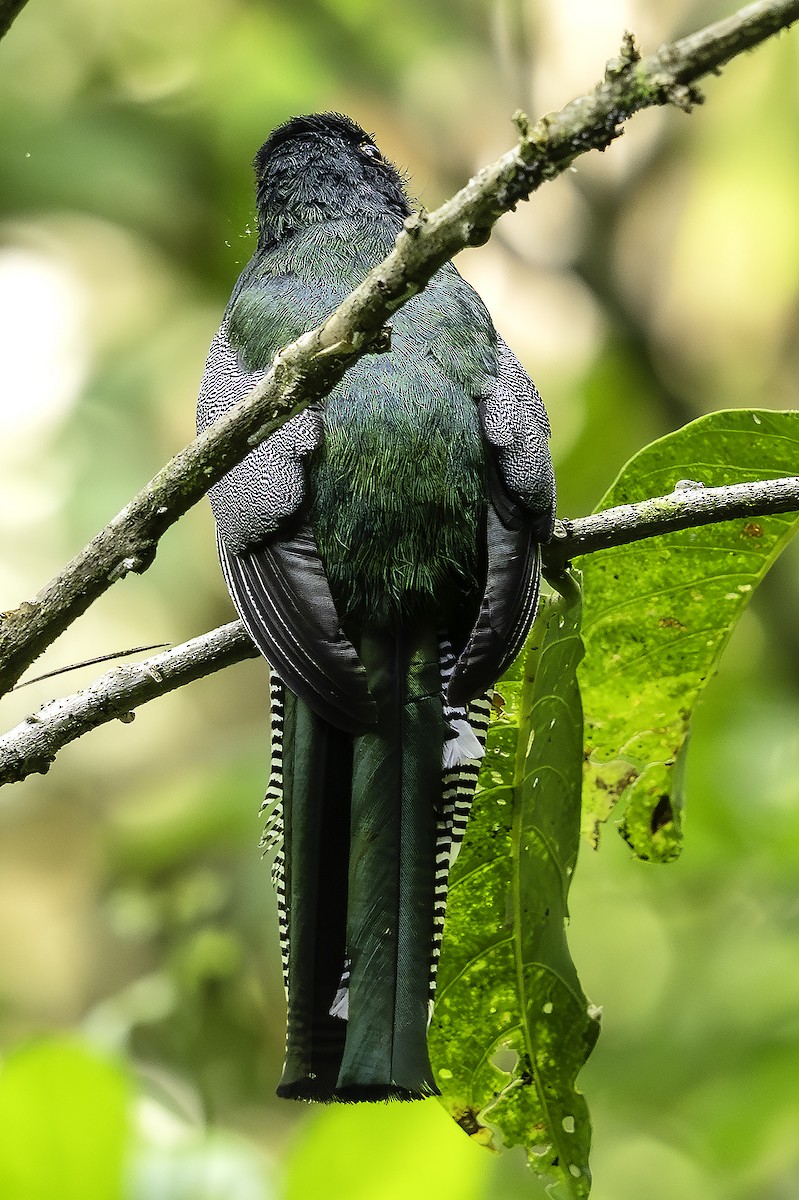 Ошейниковый трогон - ML646591771