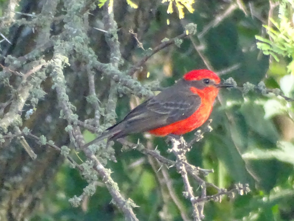 Vermilion Flycatcher - ML646591774