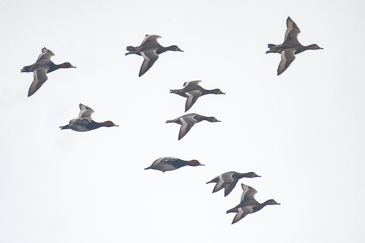 Redhead - ML646591775