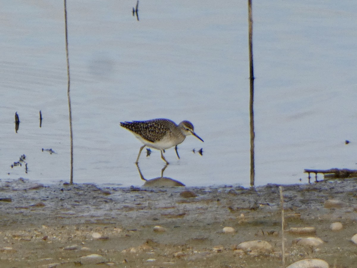 Wood Sandpiper - ML646591779