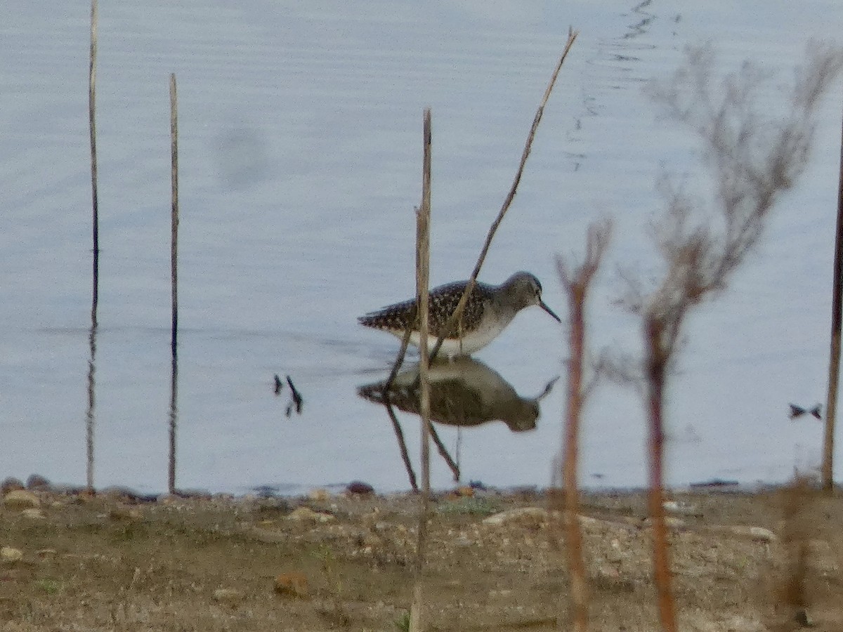 Wood Sandpiper - ML646591780