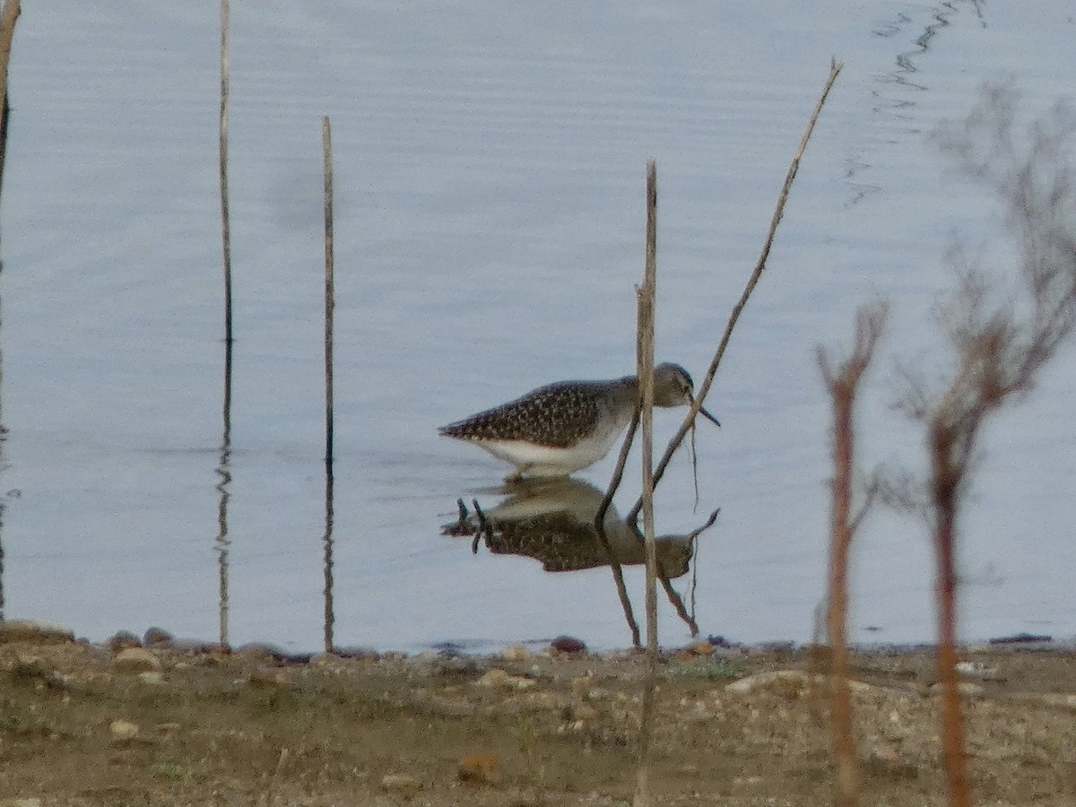 Wood Sandpiper - ML646591782