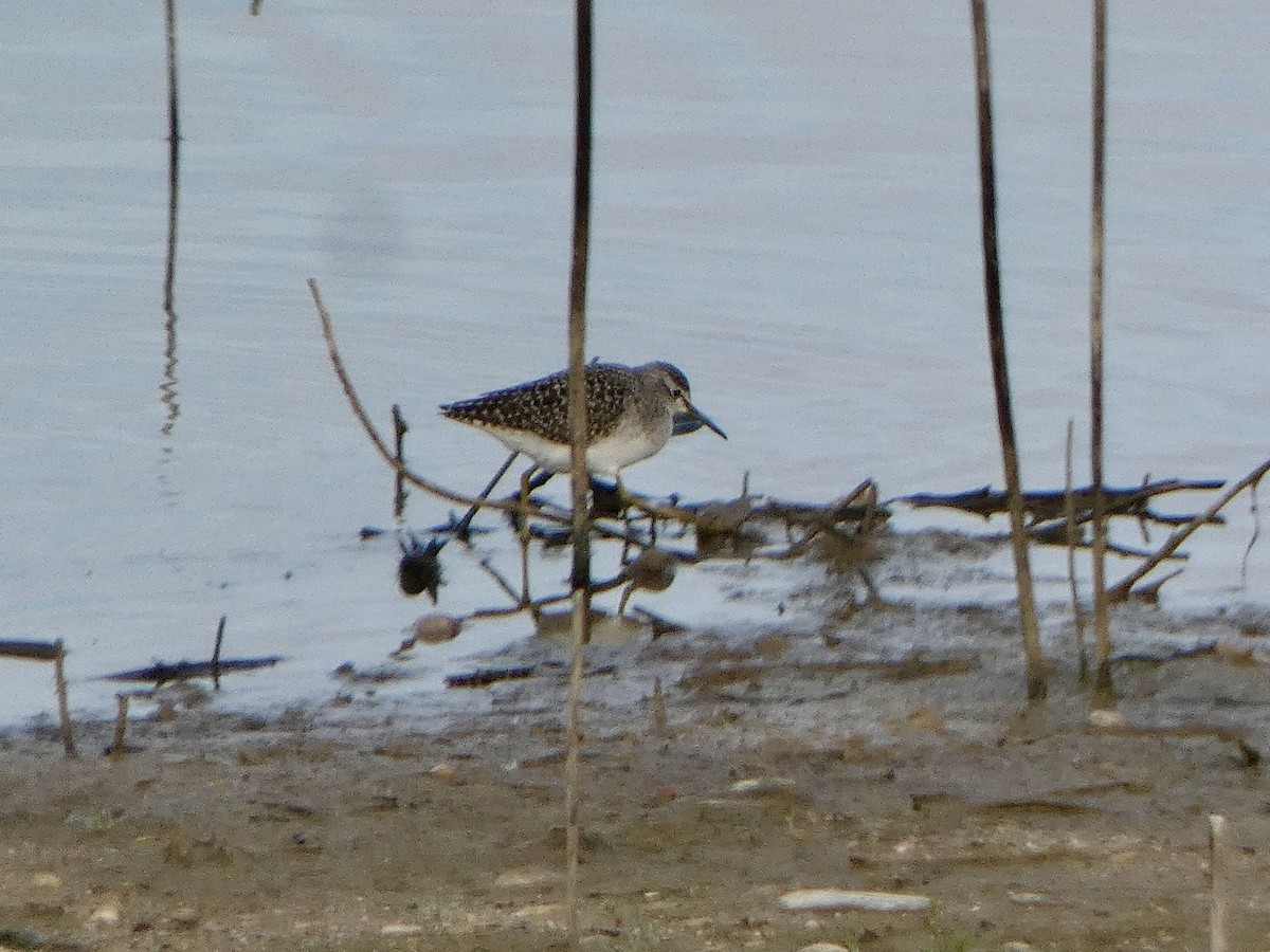 Wood Sandpiper - ML646591783