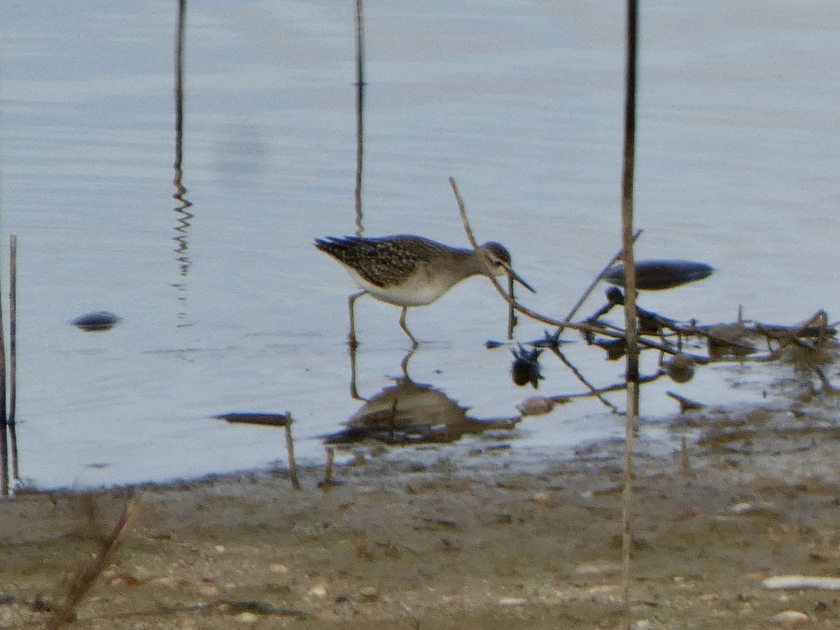 Wood Sandpiper - ML646591784