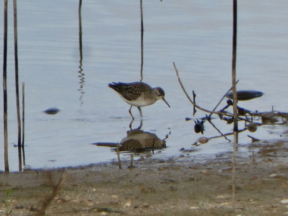 Wood Sandpiper - ML646591785