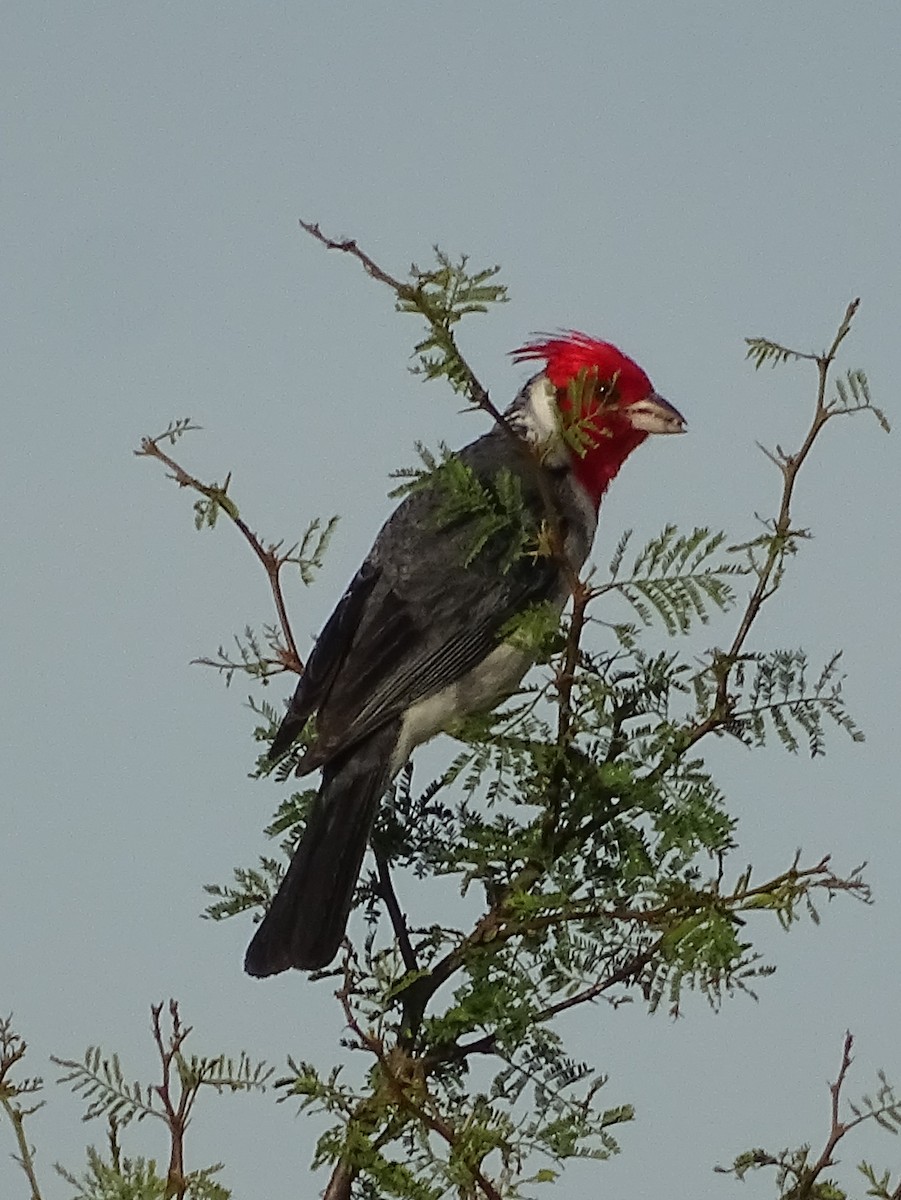 Red-crested Cardinal - ML646591789