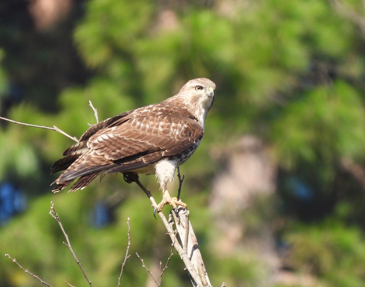 Red-tailed Hawk - ML646591791