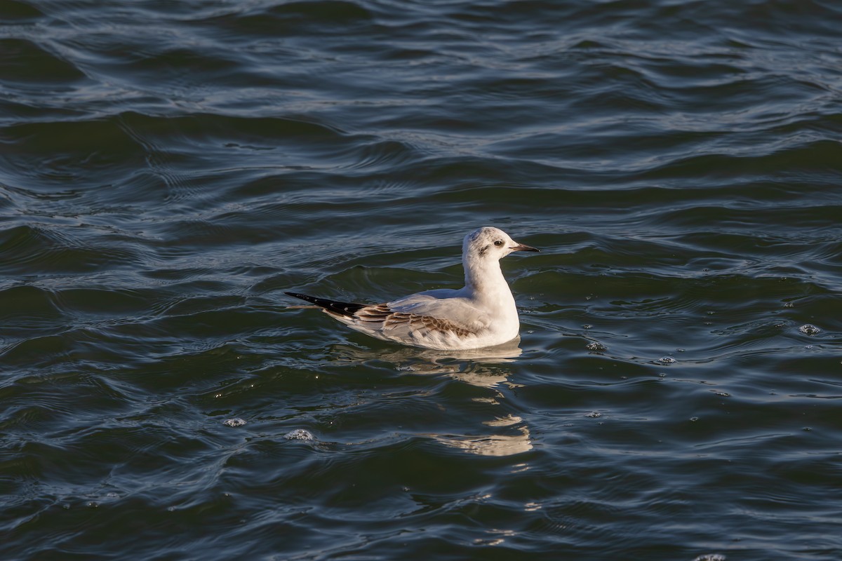 Bonaparte's Gull - ML646591793