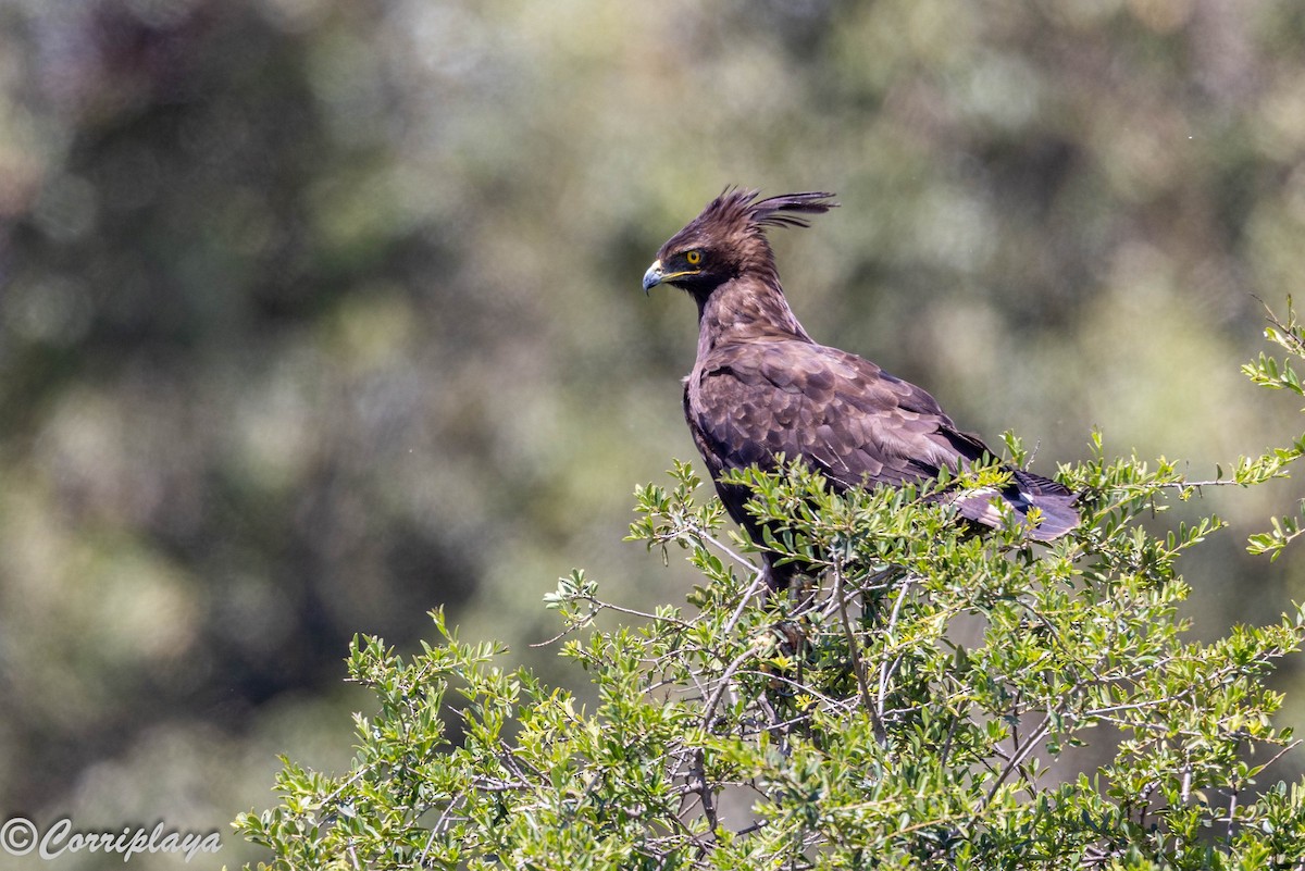 Long-crested Eagle - ML646591794