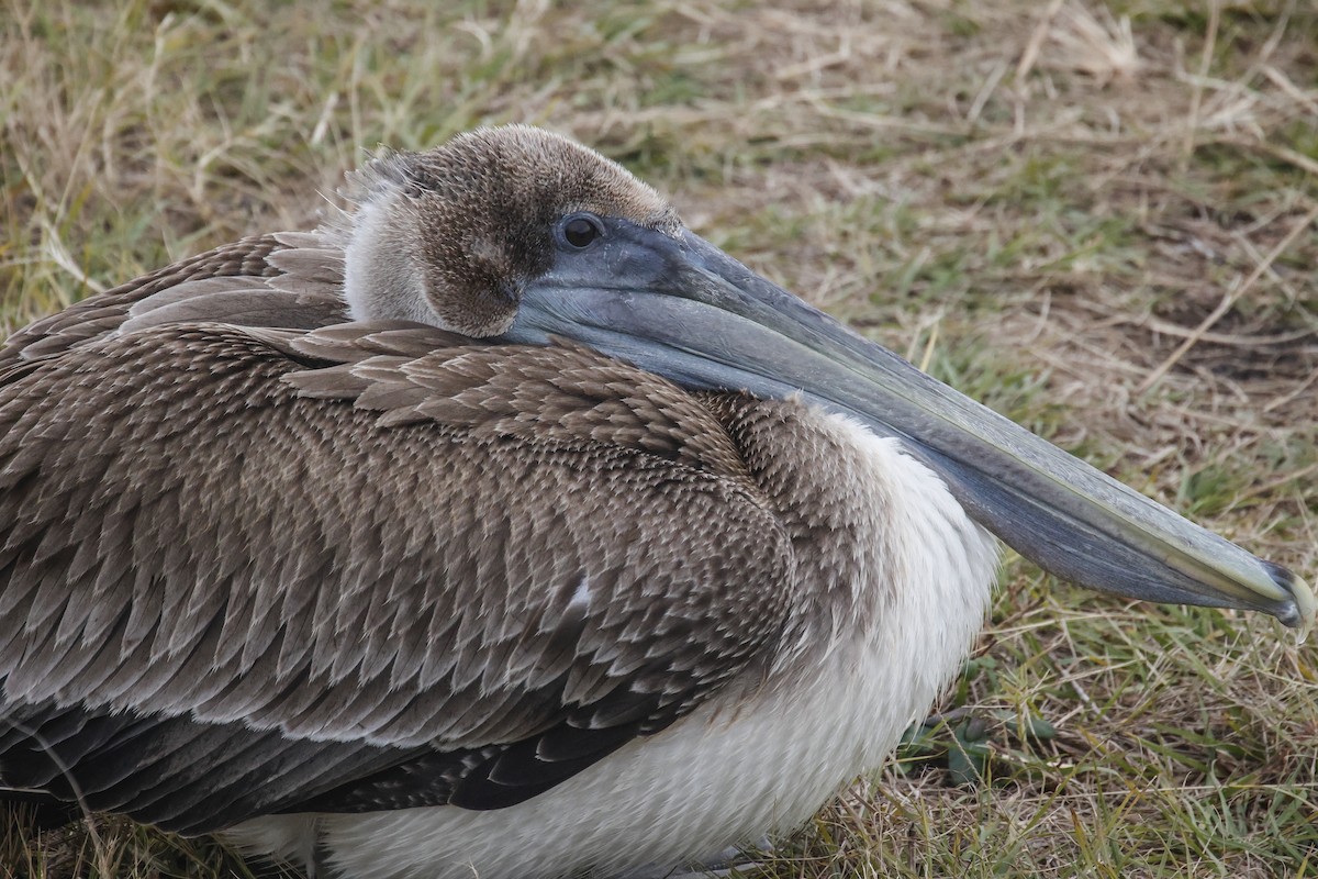 Brown Pelican - ML646591795