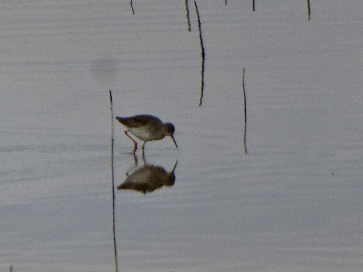 Common Redshank - ML646591797